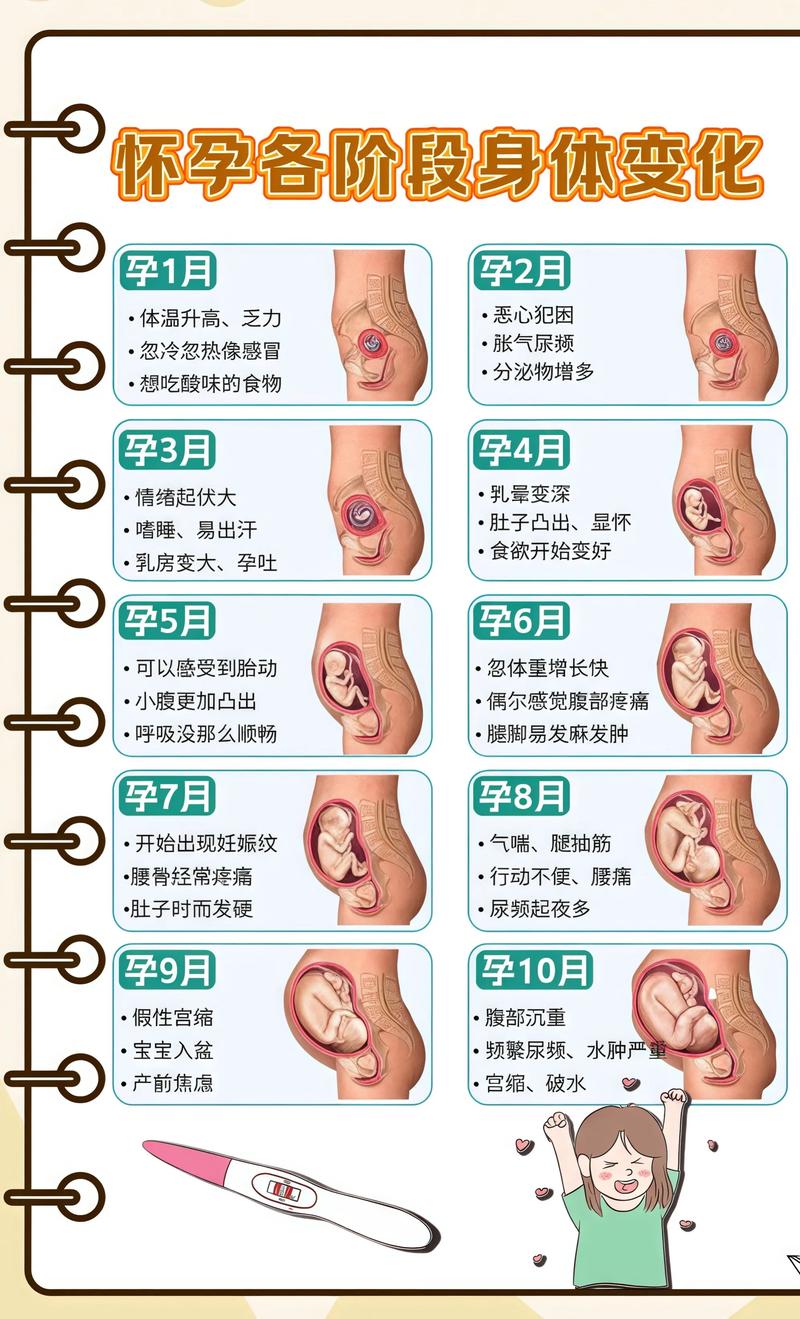 揭秘供卵代孕妈妈怀孕小腹分两节，孕期变化的奥秘上海代生机构: